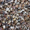 Sea Shells Background Royalty Free Stock Photo