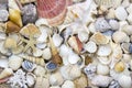 Sea shells background