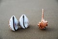 Sea shells on the background of sand. Summer beach. Seashell collection. Landscape with shells on tropical beach. Travel Royalty Free Stock Photo