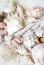 Sea shells on the background of sand. Summer beach. Seashell collection. Top view Royalty Free Stock Photo
