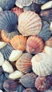 Sea shells background