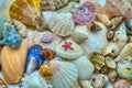 Sea shells background. Sea shells. Royalty Free Stock Photo