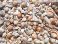 Sea shells background Royalty Free Stock Photo