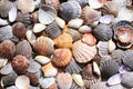 Sea shells background Royalty Free Stock Photo