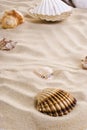 Sea shells on the beach Royalty Free Stock Photo