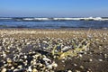 Sea shells on the beach by the Baltic Sea. Beautiful winter landscape