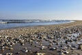 Sea shells on the beach by the Baltic Sea. Beautiful winter landscape