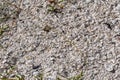 Sea Shells on the beach in Florida Royalty Free Stock Photo