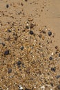 Sea shells on the beach in haikou, hainan, chinÃÂ° Royalty Free Stock Photo
