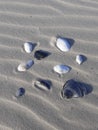 Sea shells on the beach Royalty Free Stock Photo