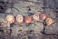 Sea shells beach travel tropical vintage background Royalty Free Stock Photo