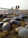 Sea shells beach sand nature evening Royalty Free Stock Photo