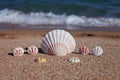 Sea shells on the beach. Sandy beach with waves. Summer vacation concept. Holidays by the sea Royalty Free Stock Photo