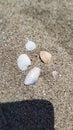 Sea shells at Beach Royalty Free Stock Photo