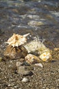 Sea shells on the beach. Royalty Free Stock Photo