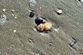 Sea shells on the beach