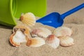 Sea Shells and Beach Toys on Sand Royalty Free Stock Photo