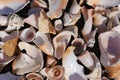 Sea Shells on Black Sand as Background