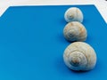 Sea shells on blue background with copy space Royalty Free Stock Photo