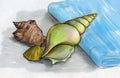Sea shells on a blue towel Royalty Free Stock Photo
