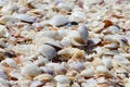 Wet sea shells on Bowman\'s Beach at Sanibel Island, Florida. Royalty Free Stock Photo