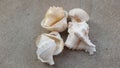 Sea shells Royalty Free Stock Photo