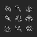 Sea shells chalk white icons set on black background Royalty Free Stock Photo