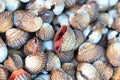 Sea shells clams in Thailand