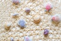 Sea shells and clams on mesh Royalty Free Stock Photo