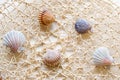 Sea shells and clams on mesh Royalty Free Stock Photo