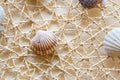 Sea shells and clams on mesh