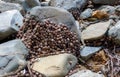 Sea shells clinging a stone on the seashore