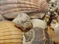 Sea shells Royalty Free Stock Photo