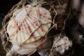 Sea Shells, Sea Coast Decoration, Beach, Fishing Net, Decorative, Fishing, Ocean, Water, Mermaid, caribbean, Pirate, Royalty Free Stock Photo