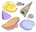 Sea shells collection