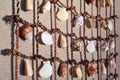 Sea Shells collection on a fishing net hanged on a wall backgro