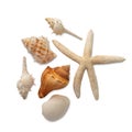 Sea shells collection isolated on white background with clipping path. Royalty Free Stock Photo