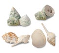 Sea shells collection isolated on white background with clipping path. Royalty Free Stock Photo