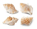 Sea shells collection isolated on white background with clipping path. Royalty Free Stock Photo