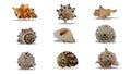 Sea shells collection isolated on white background. Royalty Free Stock Photo