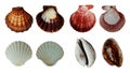 Sea shells collection isolated on white background. Royalty Free Stock Photo