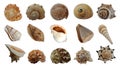 Sea shells collection isolated on white background.