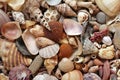 Sea shell background