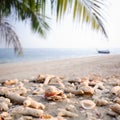 Sea shells and coral fragments on sandy beach with blurred tropical coconut palm leaves and fishing boat in sea summer background. Royalty Free Stock Photo