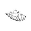 Sea shells Cypraecassis is a genus of medium-sized to large sea snails, marine gastropod mollusks in the family Cassidae. Sketch Royalty Free Stock Photo