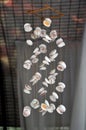 Sea shells decorations