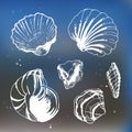 Sea shells decorative icons Royalty Free Stock Photo