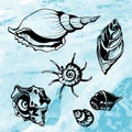 Sea shells decorative icons Royalty Free Stock Photo