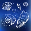 Sea shells decorative icons Royalty Free Stock Photo