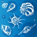 Sea shells decorative icons Royalty Free Stock Photo